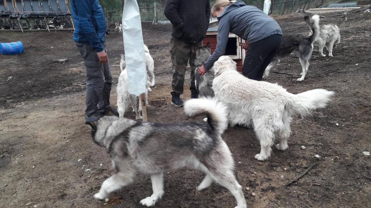 Cabin At Huskies Farm Enare Eksteriør bilde